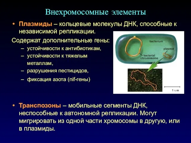 Внехромосомные элементы Плазмиды – кольцевые молекулы ДНК, способные к независимой репликации. Содержат