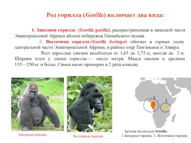 Род горилла (Gorilla) включает два вида: 1. Западная горилла (Gorilla gorilla), распространенная