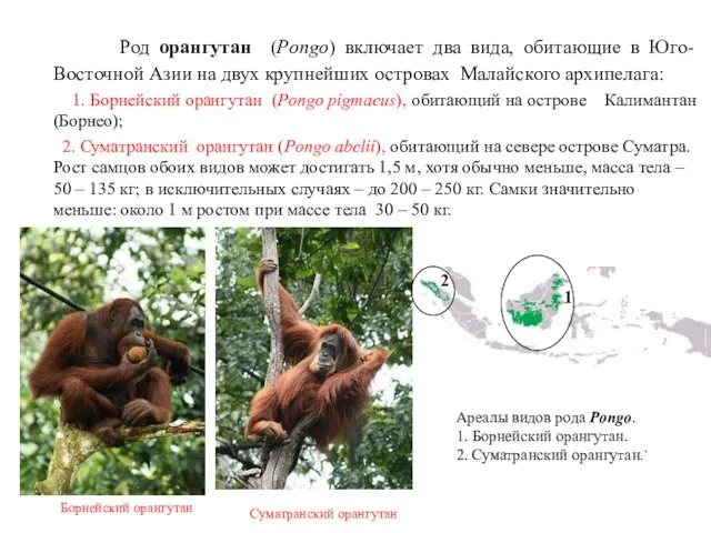 Род орангутан (Pongo) включает два вида, обитающие в Юго-Восточной Азии на двух