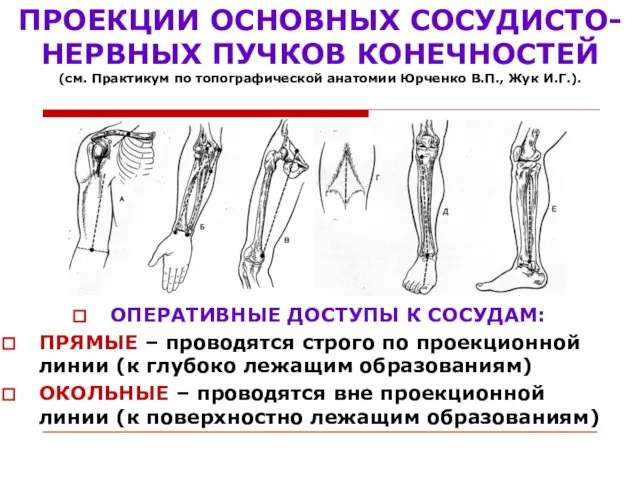 ПРОЕКЦИИ ОСНОВНЫХ СОСУДИСТО-НЕРВНЫХ ПУЧКОВ КОНЕЧНОСТЕЙ (см. Практикум по топографической анатомии Юрченко В.П.,