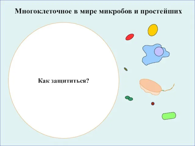 Как защититься? Многоклеточное в мире микробов и простейших