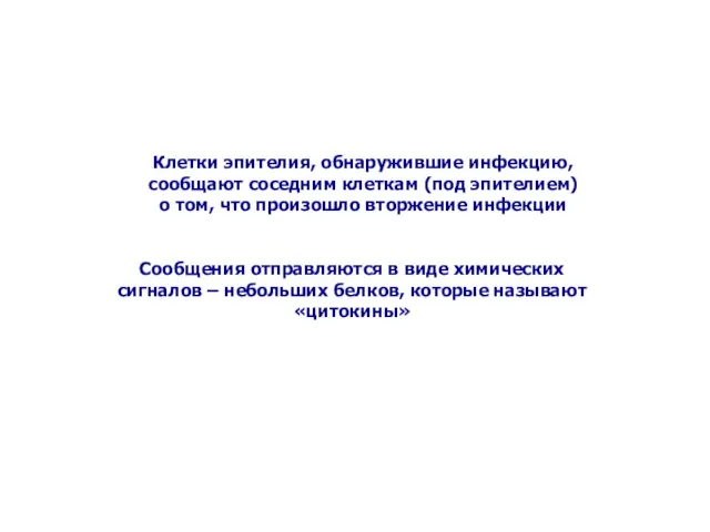 Клетки эпителия, обнаружившие инфекцию, сообщают соседним клеткам (под эпителием) о том, что