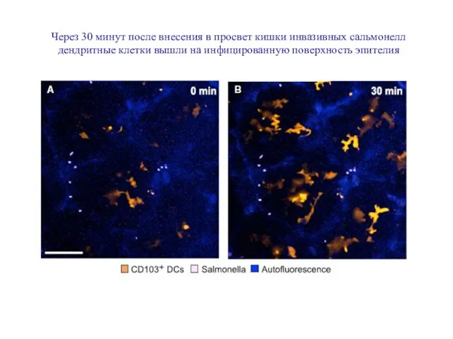 Через 30 минут после внесения в просвет кишки инвазивных сальмонелл дендритные клетки