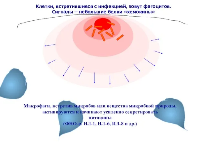 Макрофаги, встретив микробов или вещества микробной природы, активируются и начинают усиленно секретировать