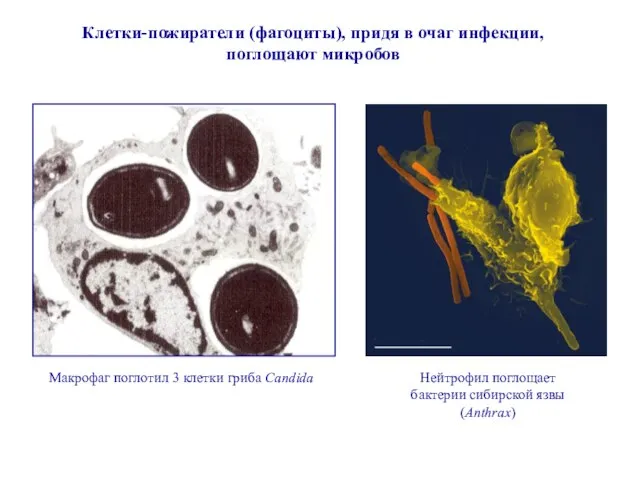 Клетки-пожиратели (фагоциты), придя в очаг инфекции, поглощают микробов Макрофаг поглотил 3 клетки