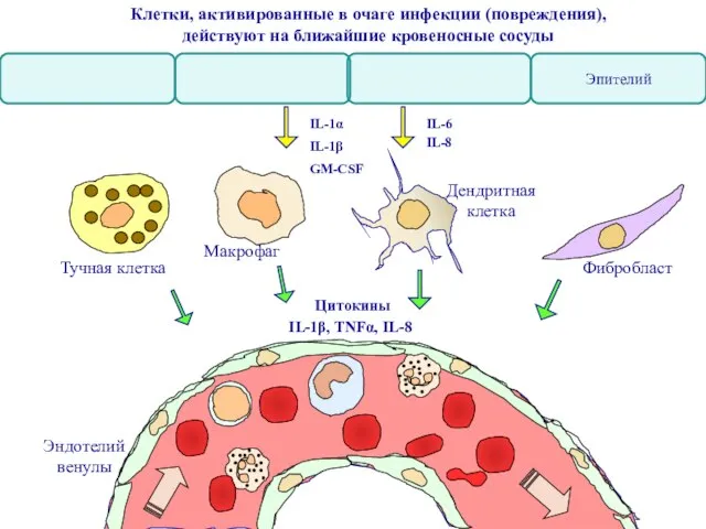 Эндотелий венулы IL-1α IL-1β IL-6 IL-8 GM-CSF Фибробласт Макрофаг Дендритная клетка Тучная