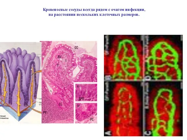 Кровеносные сосуды всегда рядом с очагом инфекции, на расстоянии нескольких клеточных размеров.