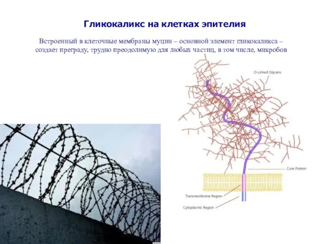 Встроенный в клеточные мембраны муцин – основной элемент гликокаликса – создает преграду,