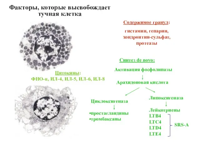 Факторы, которые высвобождает тучная клетка Содержимое гранул: гистамин, гепарин, хондроитин-сульфат, протеазы Синтез