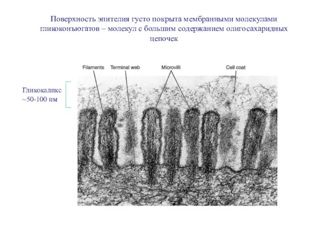 Гликокаликс ~50-100 нм Поверхность эпителия густо покрыта мембранными молекулами гликоконъюгатов – молекул