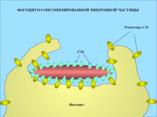 ФАГОЦИТОЗ ОПСОНИЗИРОВАННОЙ МИКРОБНОЙ ЧАСТИЦЫ Рецепторы С3b Фагоцит