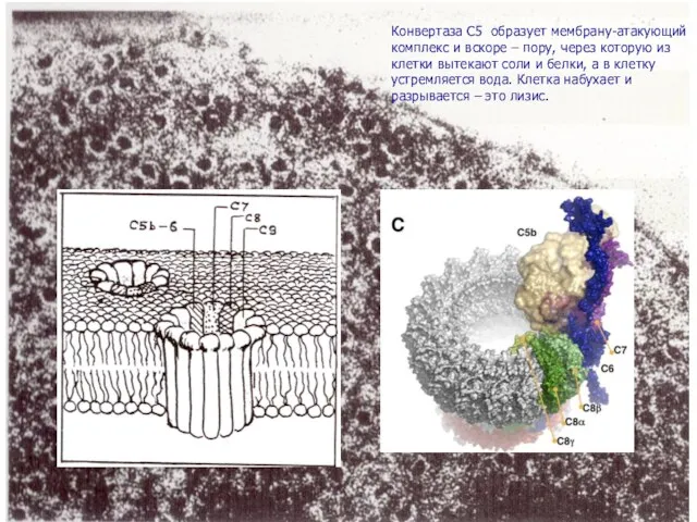Конвертаза C5 образует мембрану-атакующий комплекс и вскоре – пору, через которую из