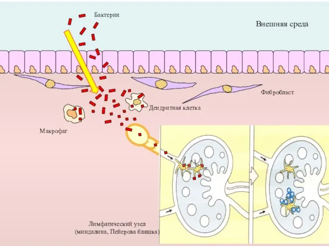 Внешняя среда Макрофаг Дендритная клетка Фибробласт Лимфатический узел (миндалина, Пейерова бляшка) Бактерии