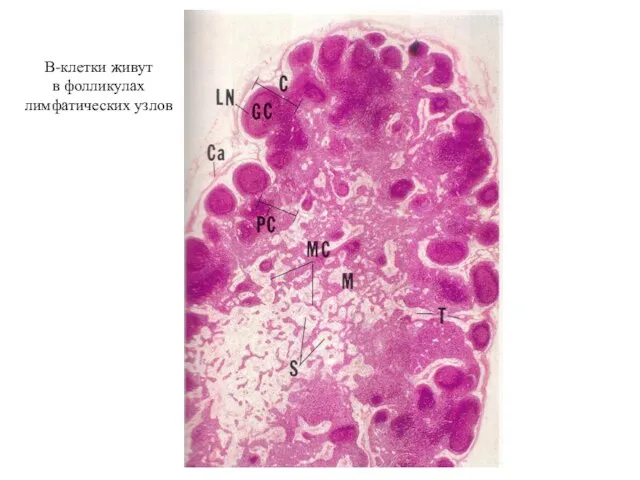 В-клетки живут в фолликулах лимфатических узлов