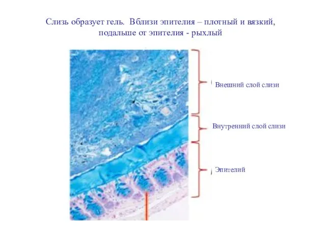 Внешний слой слизи Внутренний слой слизи Эпителий Слизь образует гель. Вблизи эпителия