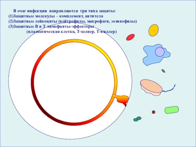 вирусов и В очаг инфекции направляются три типа защиты: Защитные молекулы –