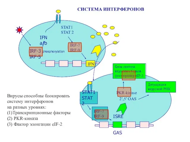 IFN a/b IRF-3 phosphorylation IRF-5 IRF-7 IRF-9 STAT1 STAT 2 STAT1 STAT