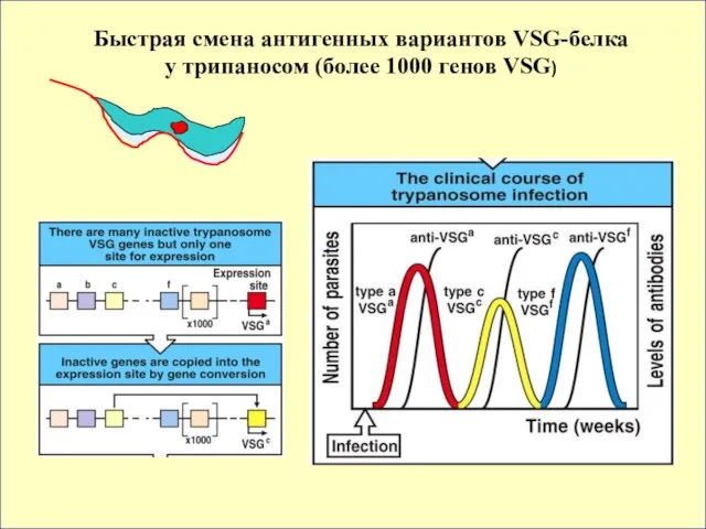 Быстрая смена антигенных вариантов VSG-белка у трипаносом (более 1000 генов VSG)