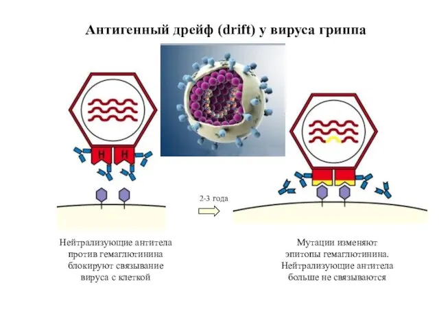 Антигенный дрейф (drift) у вируса гриппа Нейтрализующие антитела против гемаглютинина блокируют связывание