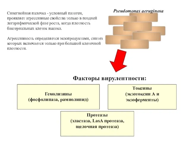 Синегнойная палочка - условный патоген, проявляет агрессивные свойства только в поздней логарифмической