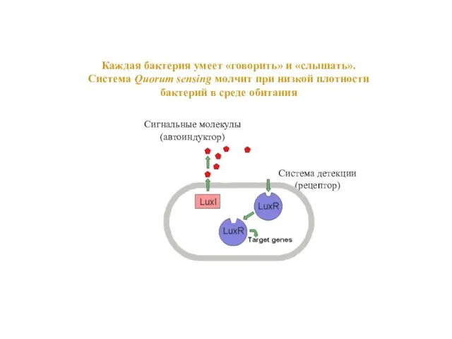 Каждая бактерия умеет «говорить» и «слышать». Система Quorum sensing молчит при низкой