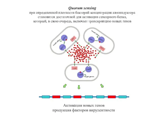 Активация новых генов продукция факторов вирулентности Quorum sensing при определенной плотности бактерий