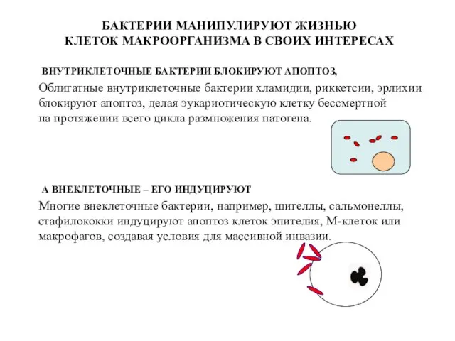 Облигатные внутриклеточные бактерии хламидии, риккетсии, эрлихии блокируют апоптоз, делая эукариотическую клетку бессмертной