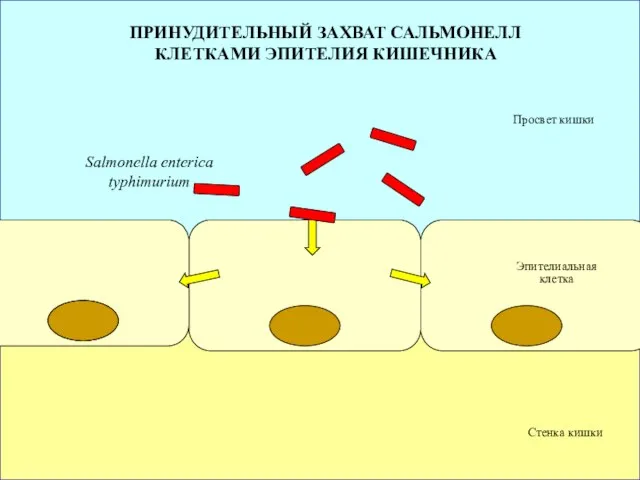 Просвет кишки Стенка кишки Salmonella enterica typhimurium Эпителиальная клетка ПРИНУДИТЕЛЬНЫЙ ЗАХВАТ САЛЬМОНЕЛЛ КЛЕТКАМИ ЭПИТЕЛИЯ КИШЕЧНИКА