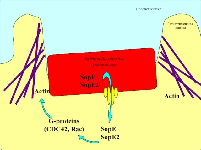 Эпителиальная клетка Просвет кишки SopE SopE2 Actin Actin Salmonella interica typhimurium G-proteins (CDC42, Rac) SopE SopE2