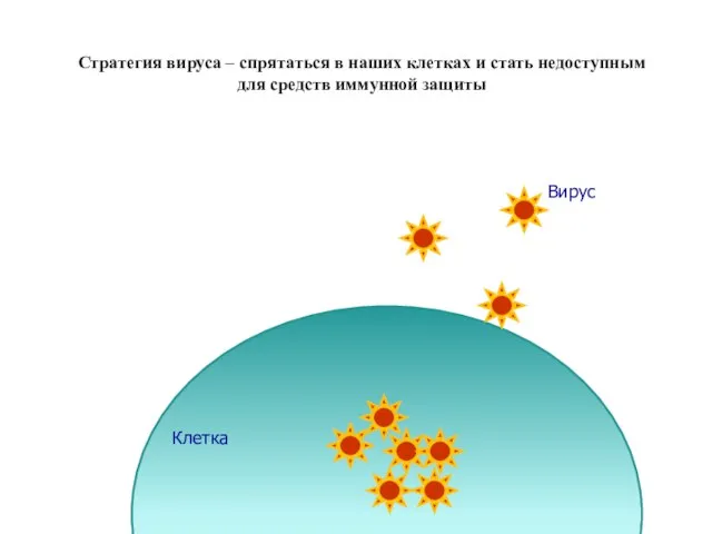 Стратегия вируса – спрятаться в наших клетках и стать недоступным для средств иммунной защиты Вирус Клетка