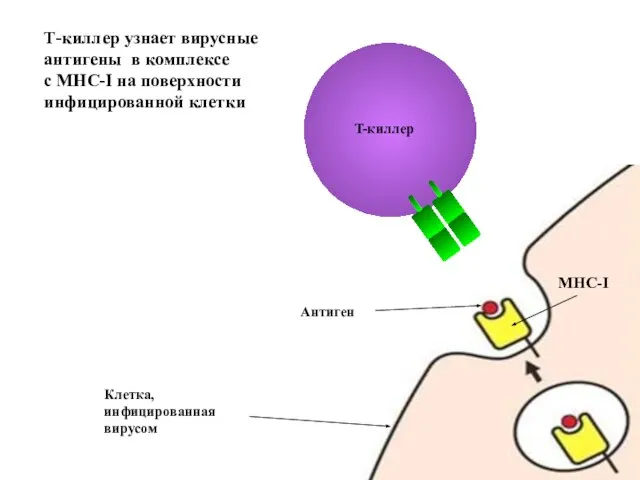 MHC-I Антиген Т-киллер узнает вирусные антигены в комплексе с МНС-I на поверхности