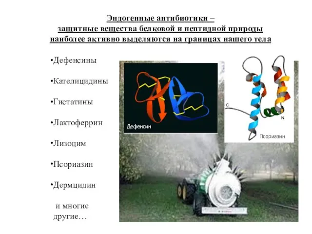 Дефенсины Кателицидины Гистатины Лактоферрин Лизоцим Псориазин Дермцидин и многие другие… Эндогенные антибиотики