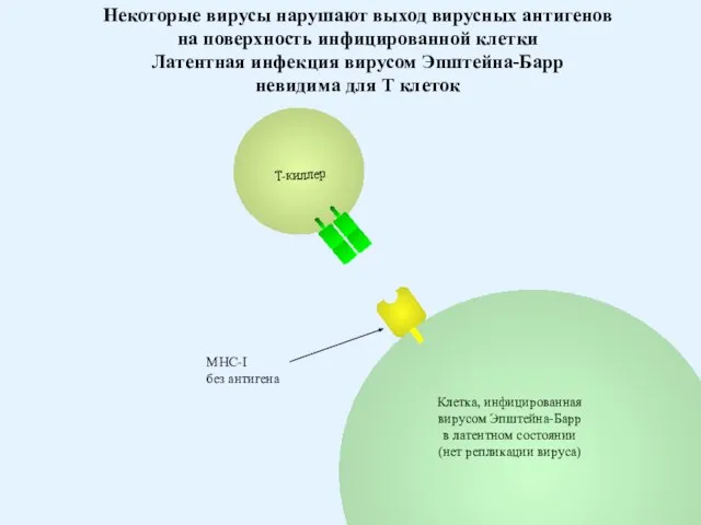 Клетка, инфицированная вирусом Эпштейна-Барр в латентном состоянии (нет репликации вируса) Некоторые вирусы