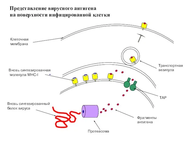 Вновь синтезированная молекула МНС-I Вновь синтезированный белок вируса Фрагменты антигена Транспортная везикула