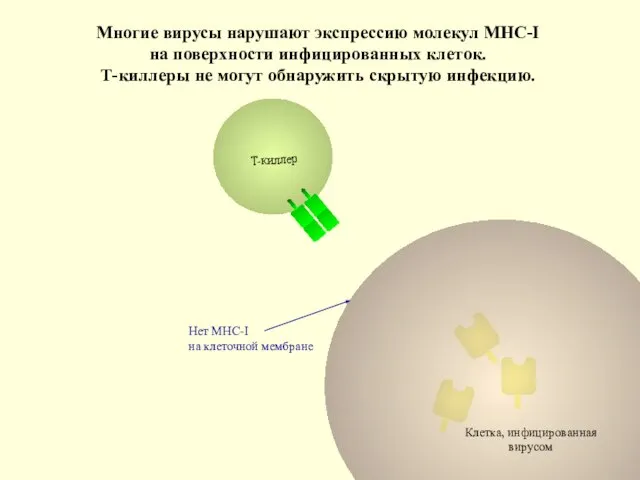 Клетка, инфицированная вирусом Нет МНС-I на клеточной мембране Многие вирусы нарушают экспрессию