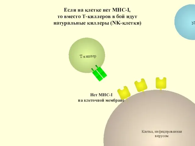 Клетка, инфицированная вирусом Нет МНС-I на клеточной мембране Если на клетке нет