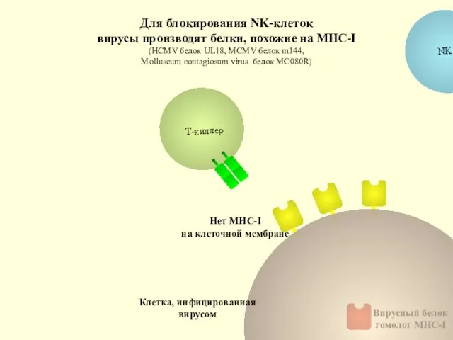 Для блокирования NK-клеток вирусы производят белки, похожие на МНС-I (HCMV белок UL18,