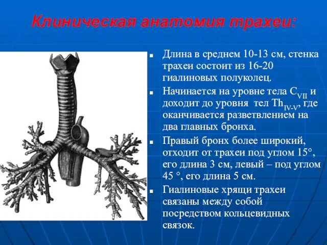 Клиническая анатомия трахеи: Длина в среднем 10-13 см, стенка трахеи состоит из