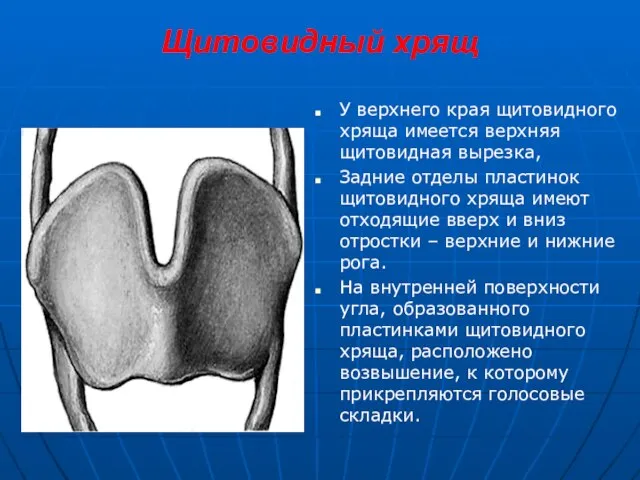 Щитовидный хрящ У верхнего края щитовидного хряща имеется верхняя щитовидная вырезка, Задние