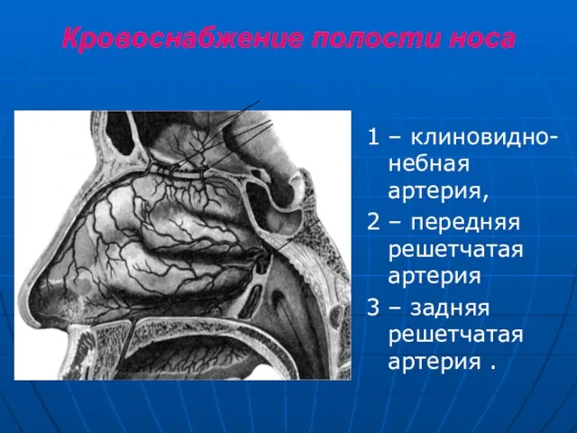 Кровоснабжение полости носа 1 – клиновидно-небная артерия, 2 – передняя решетчатая артерия