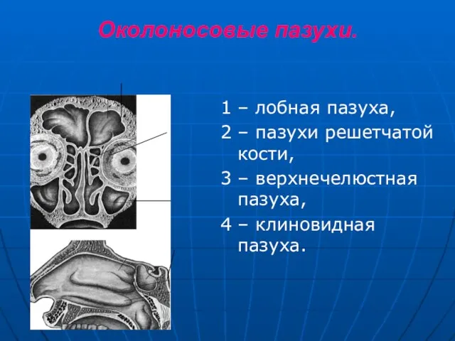 Околоносовые пазухи. 1 – лобная пазуха, 2 – пазухи решетчатой кости, 3