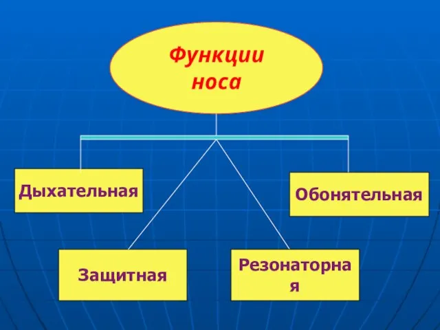 Функции носа Дыхательная Обонятельная Резонаторная Защитная Резонаторная