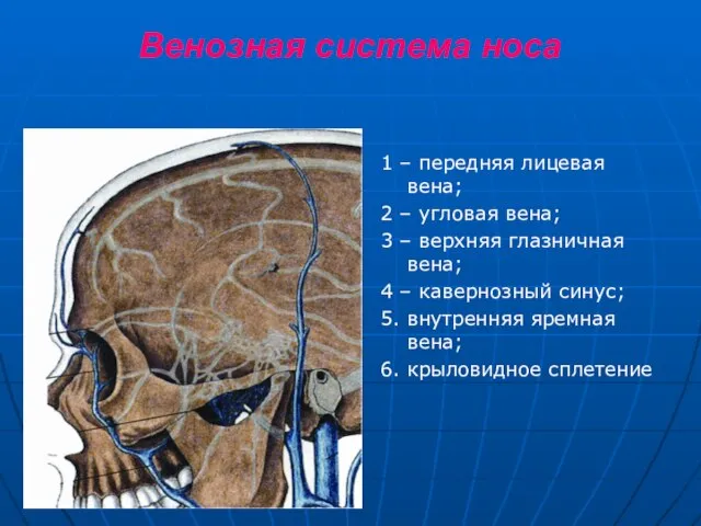 Венозная система носа 1 – передняя лицевая вена; 2 – угловая вена;