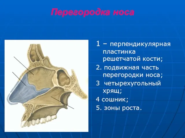 Перегородка носа 1 – перпендикулярная пластинка решетчатой кости; 2. подвижная часть перегородки