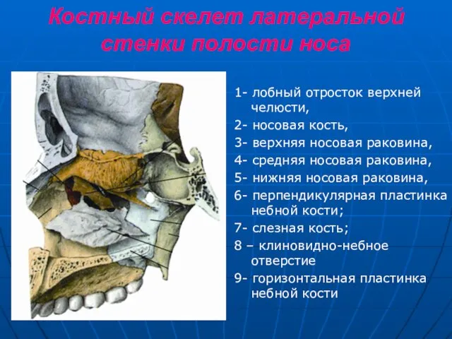 Костный скелет латеральной стенки полости носа 1- лобный отросток верхней челюсти, 2-