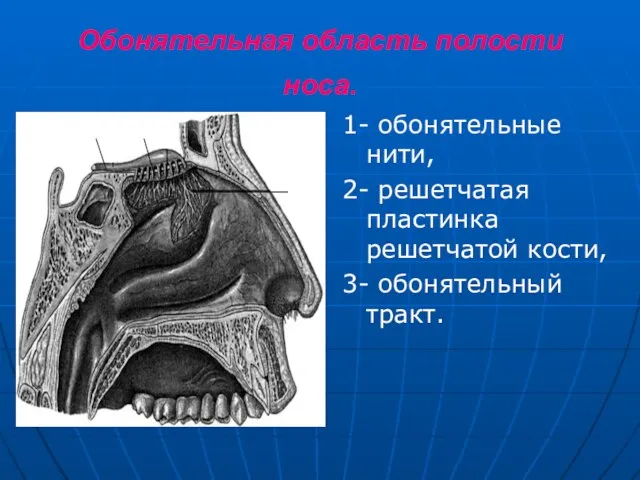 Обонятельная область полости носа. 1- обонятельные нити, 2- решетчатая пластинка решетчатой кости, 3- обонятельный тракт.