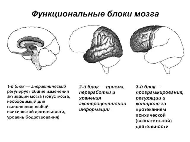 Функциональные блоки мозга 1-й блок — энергетический регулирует общие изменения активации мозга