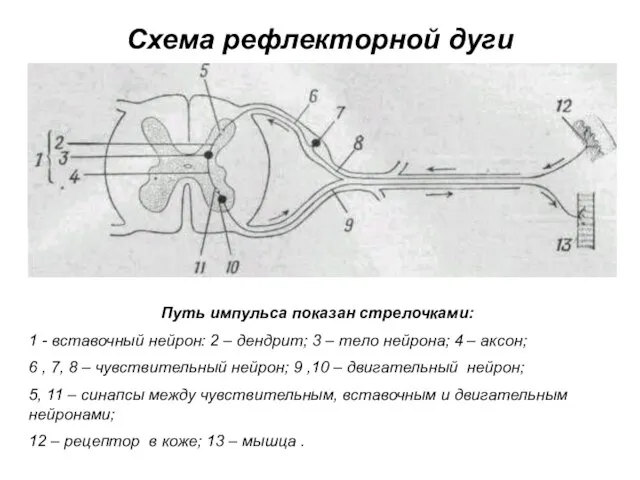 Схема рефлекторной дуги Путь импульса показан стрелочками: 1 - вставочный нейрон: 2