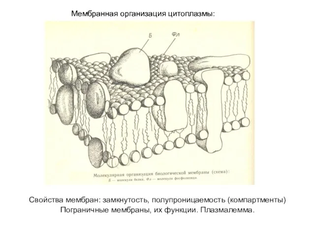 Мембранная организация цитоплазмы: Мембранная организация цитоплазмы: Свойства мембран: замкнутость, полупроницаемость (компартменты) Пограничные мембраны, их функции. Плазмалемма.