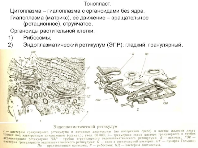 Тонопласт. Цитоплазма – гиалоплазма с органоидами без ядра. Гиалоплазма (матрикс), её движение